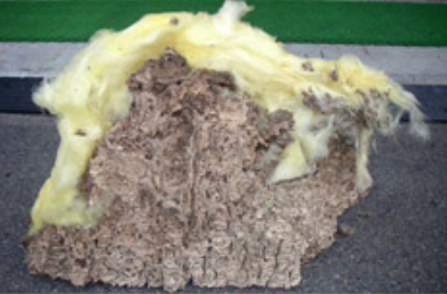 グラスウールに造ったシロアリの巣