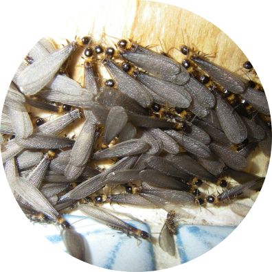 ヤマトシロアリ