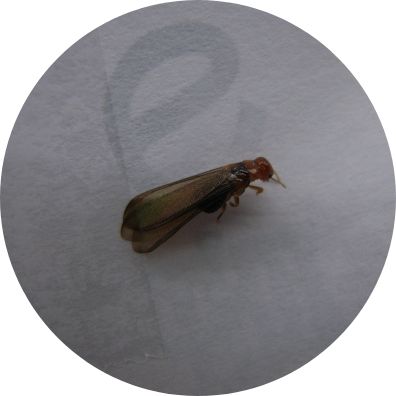 アメリカカンザイシロアリ